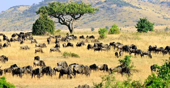 Maasai Mara